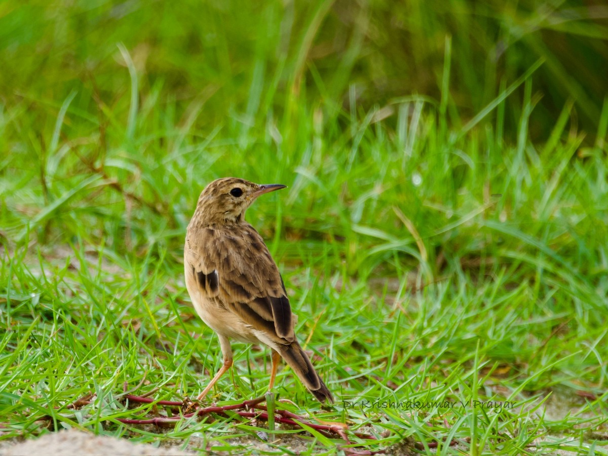 linduška rýžová - ML643086943