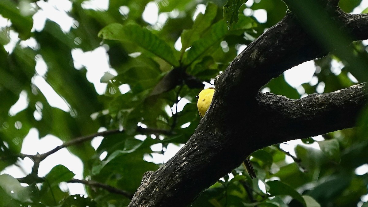 Orange Minivet - ML643086944