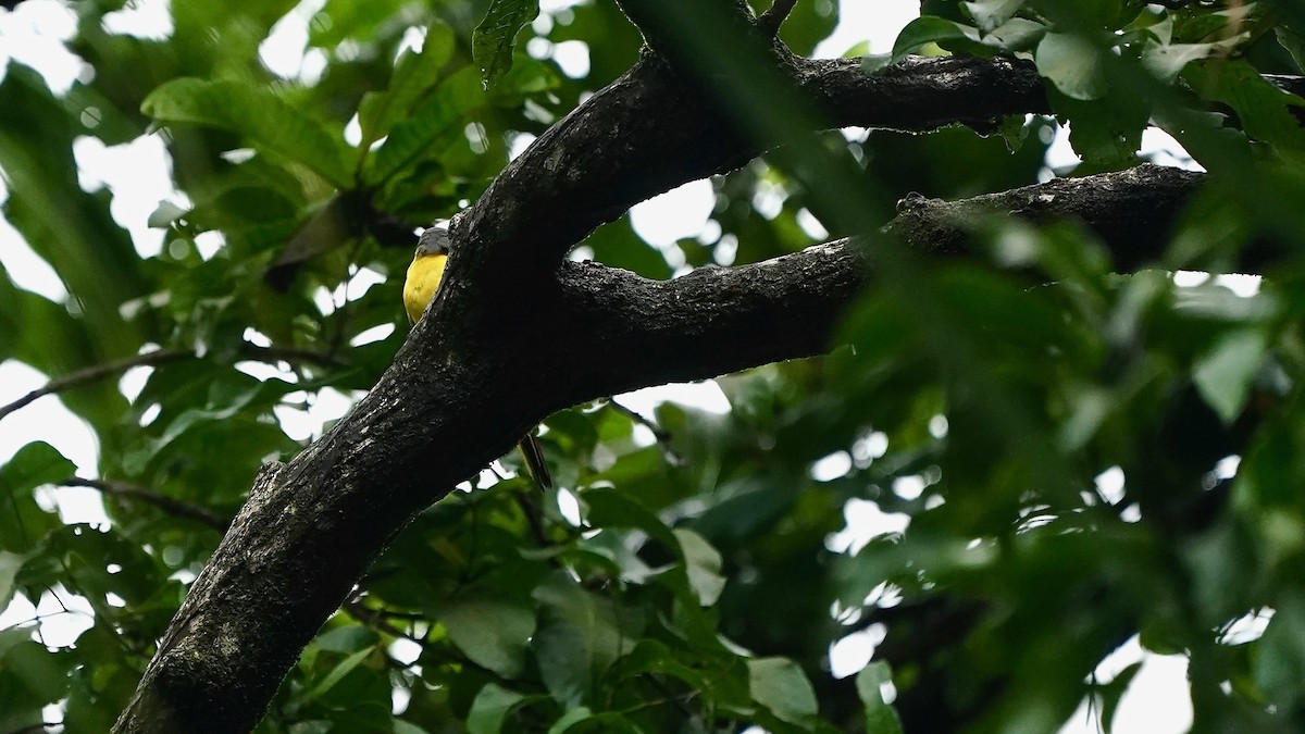 Orange Minivet - ML643086949