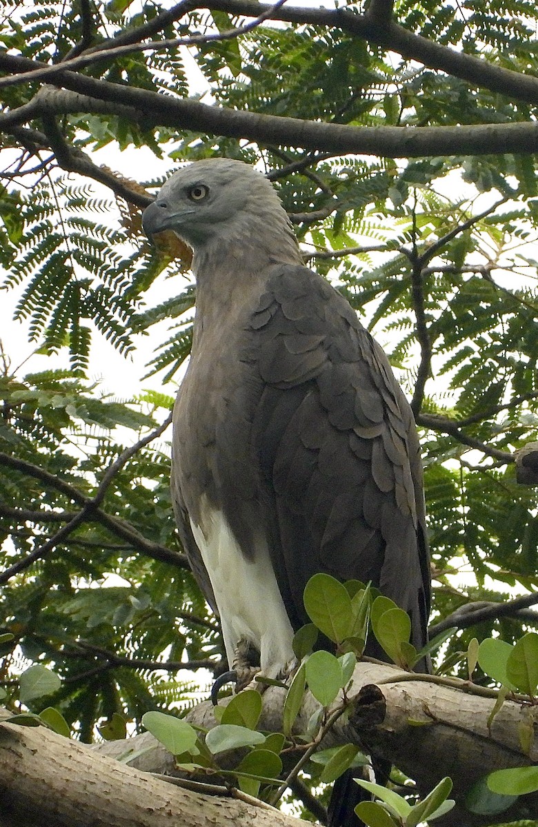 Gray-headed Fish-Eagle - ML643086956