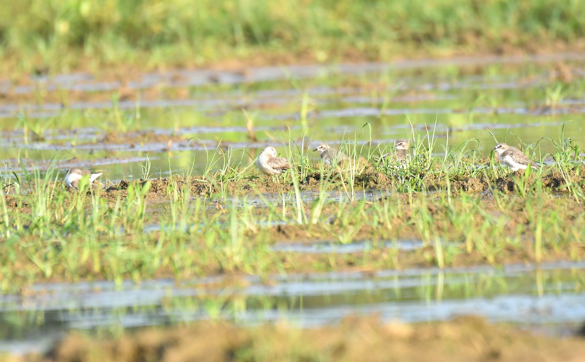 Tibetan Sand-Plover - ML643086974