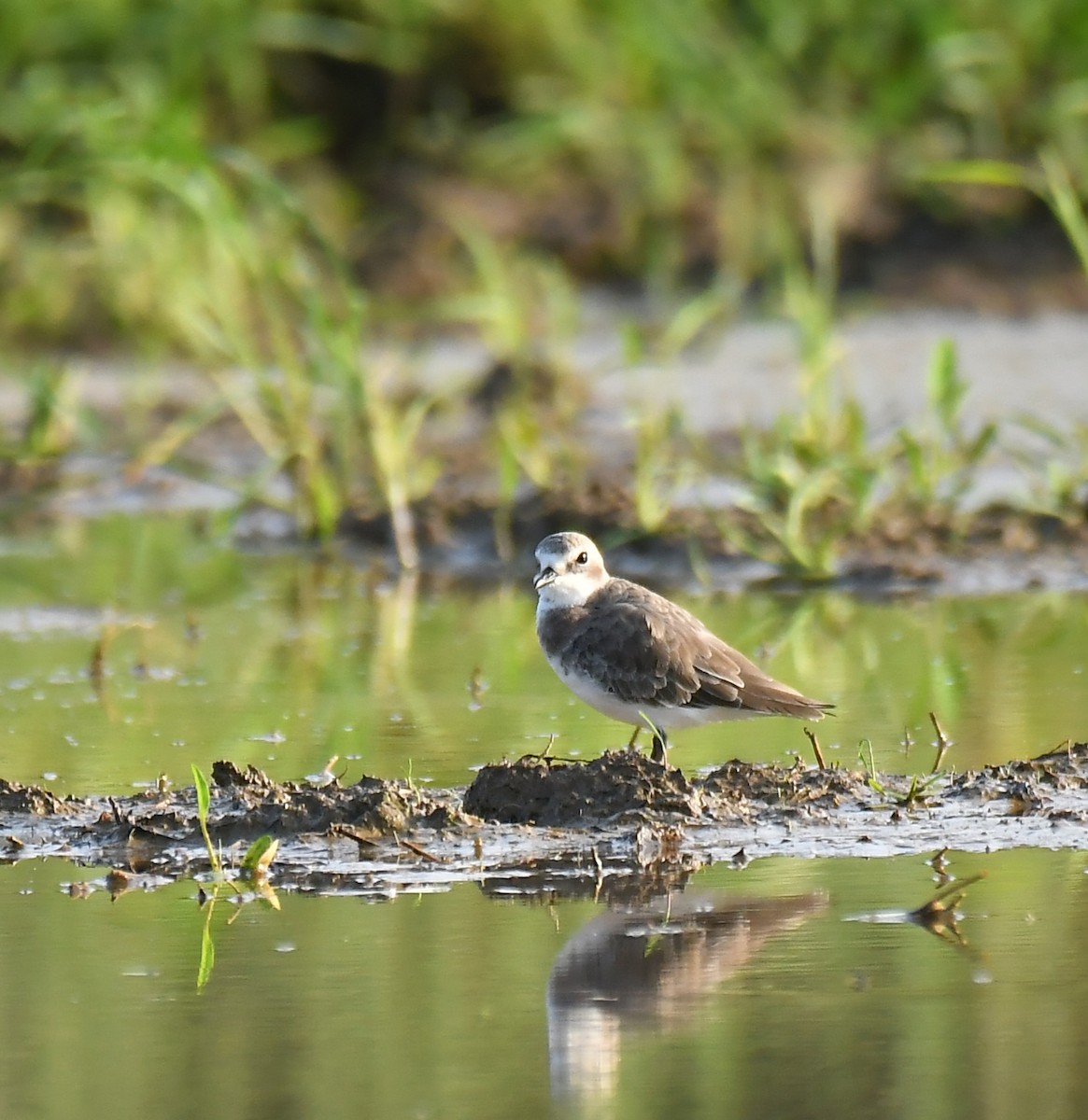 Tibetan Sand-Plover - ML643086981