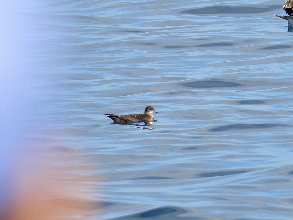 Short-tailed Shearwater - ML643086998