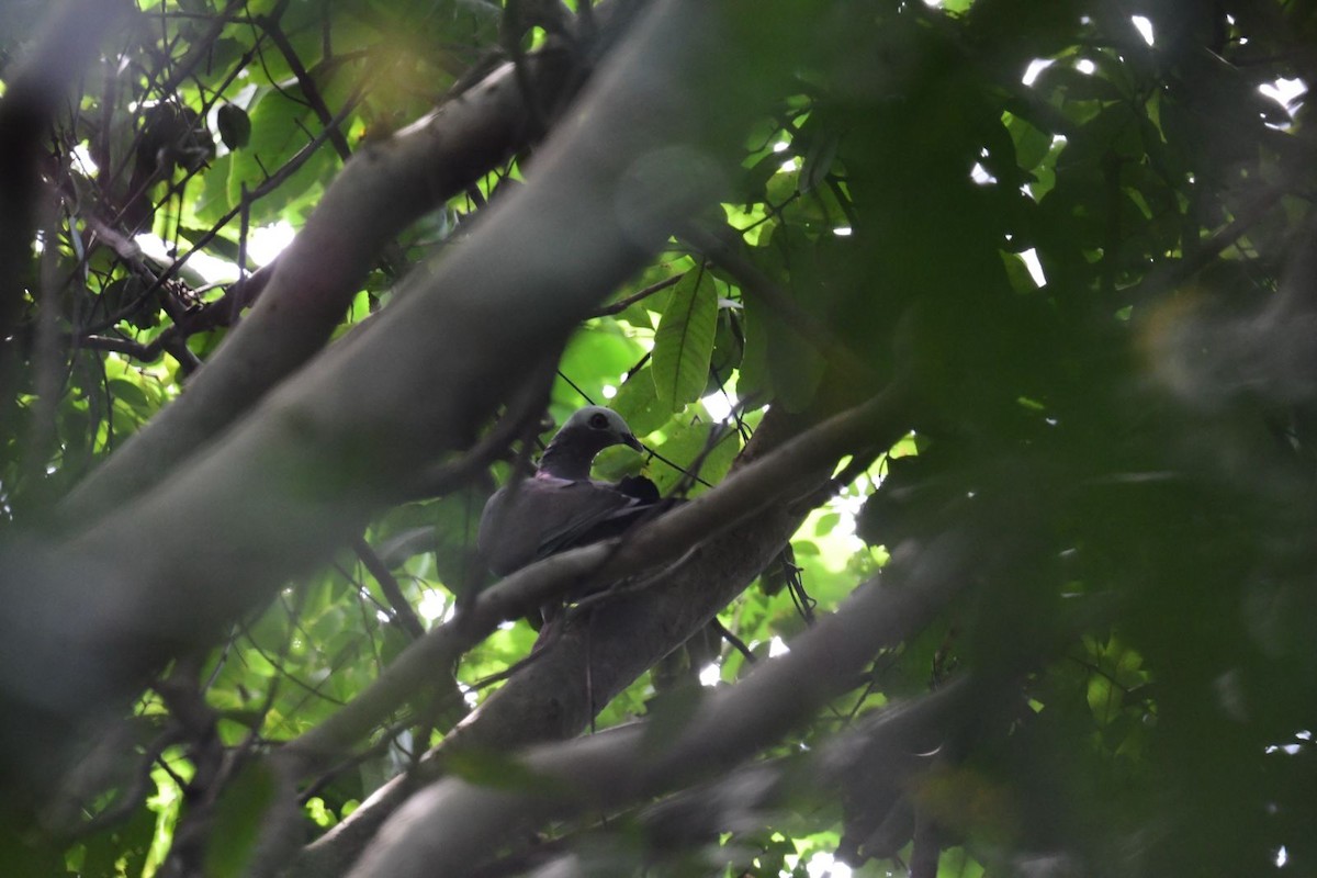 Pale-capped Pigeon - ML643087039