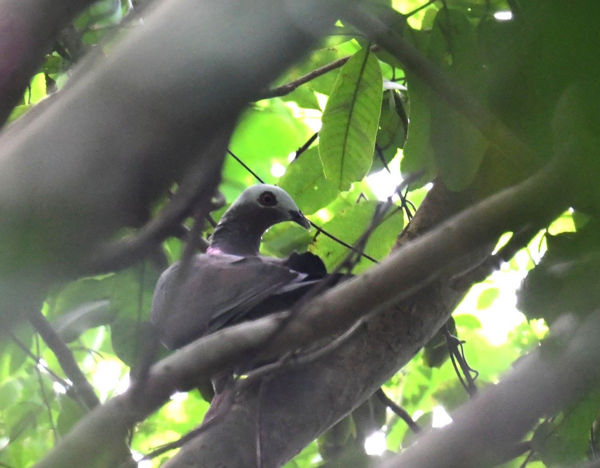 Pale-capped Pigeon - ML643087040