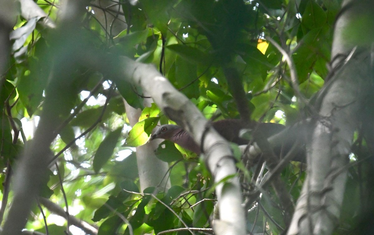 Pale-capped Pigeon - ML643087041