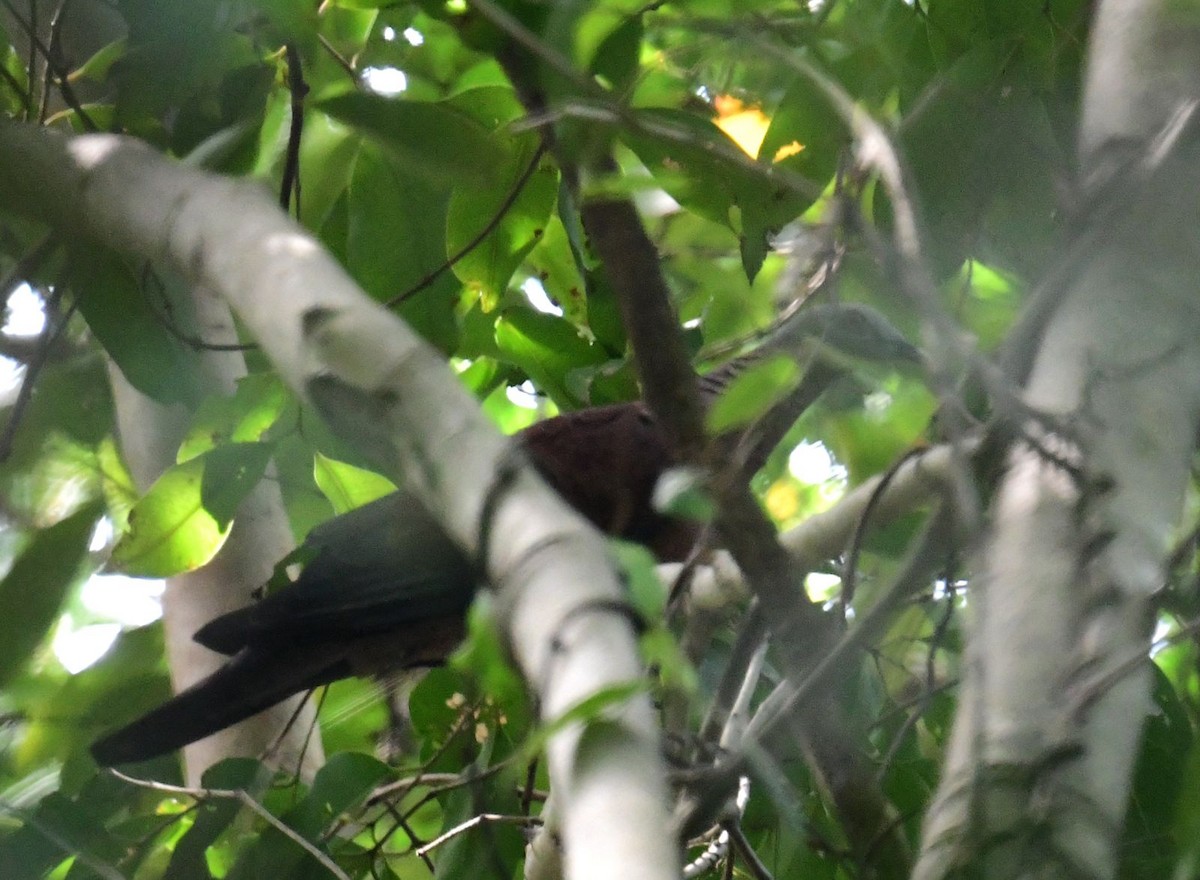 Pale-capped Pigeon - ML643087042