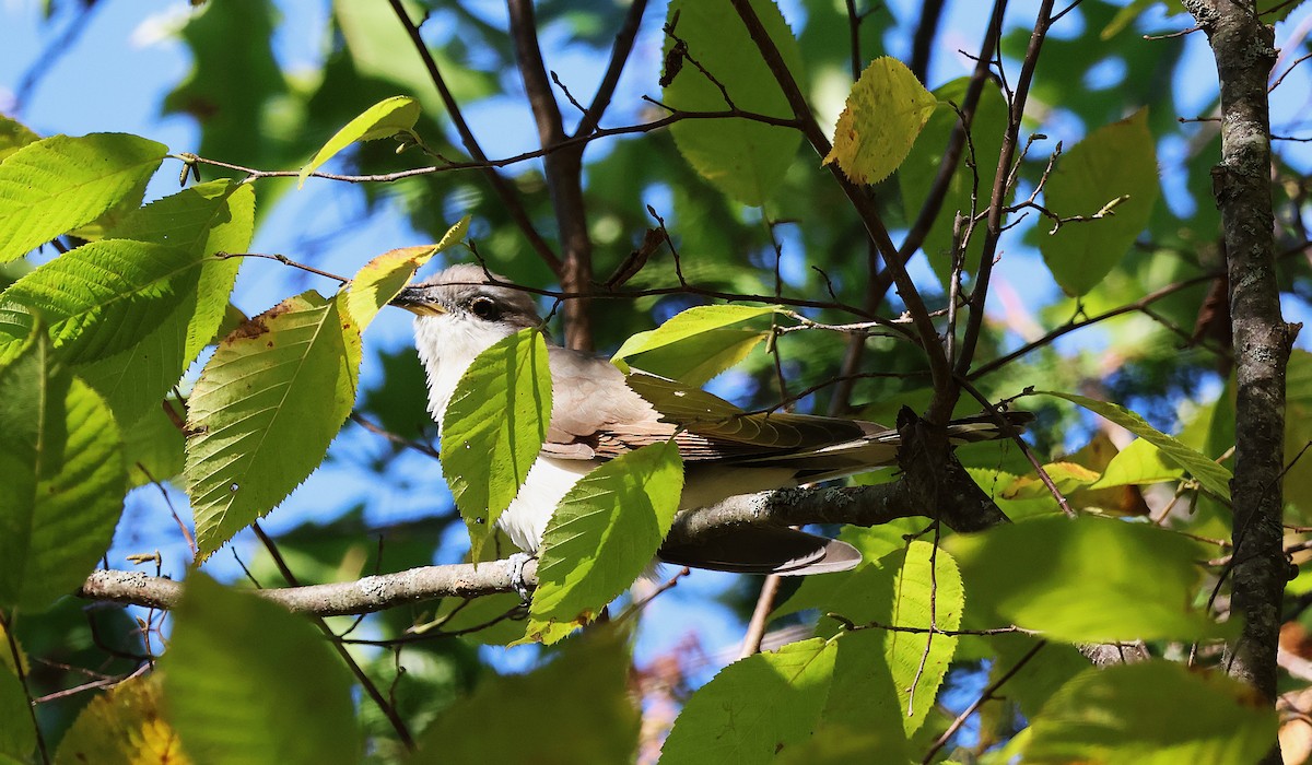 Yellow-billed Cuckoo - ML643087083