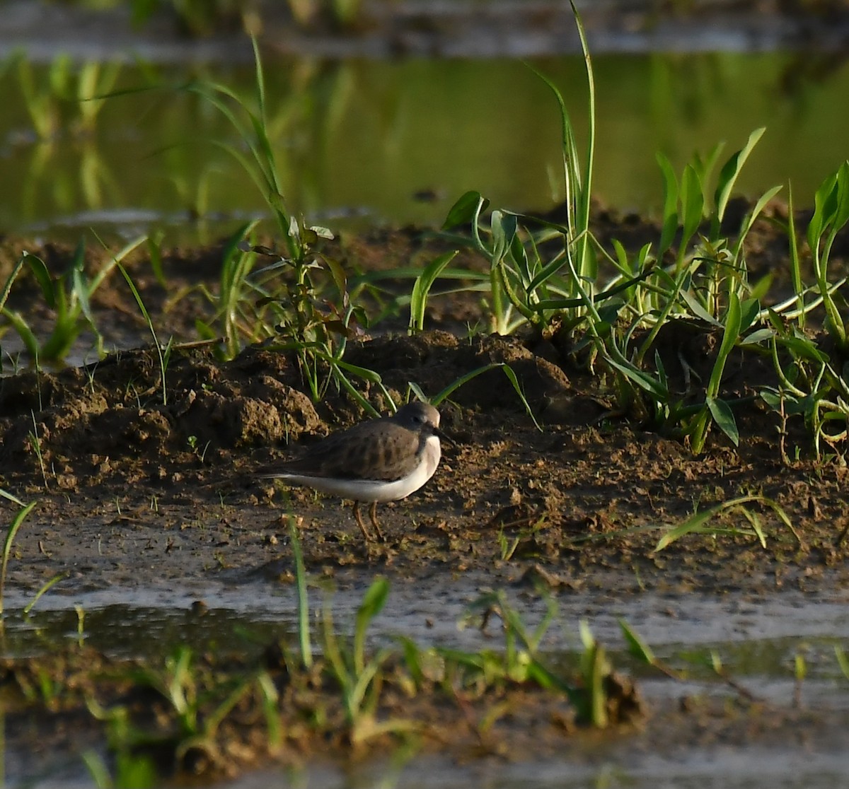 Temminck's Stint - ML643087091