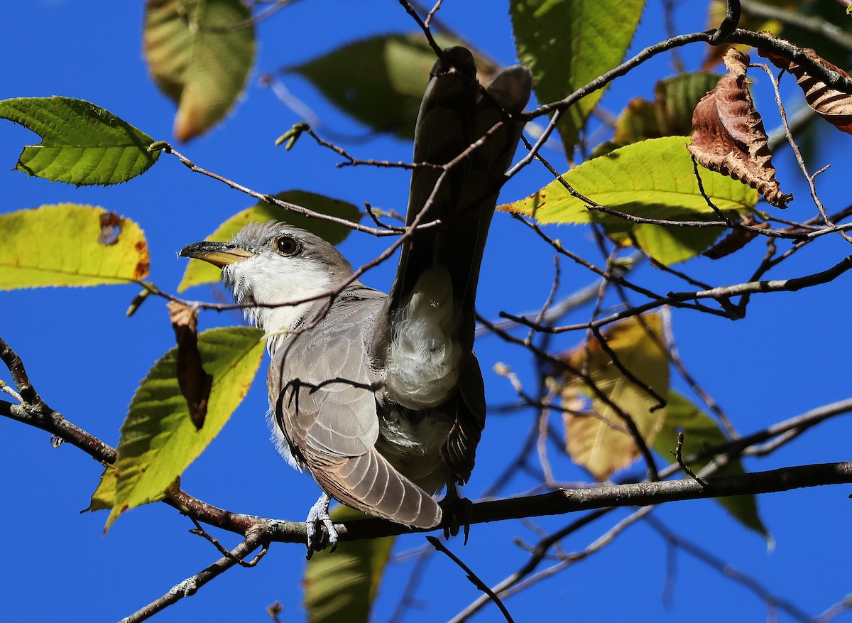 Yellow-billed Cuckoo - ML643087099