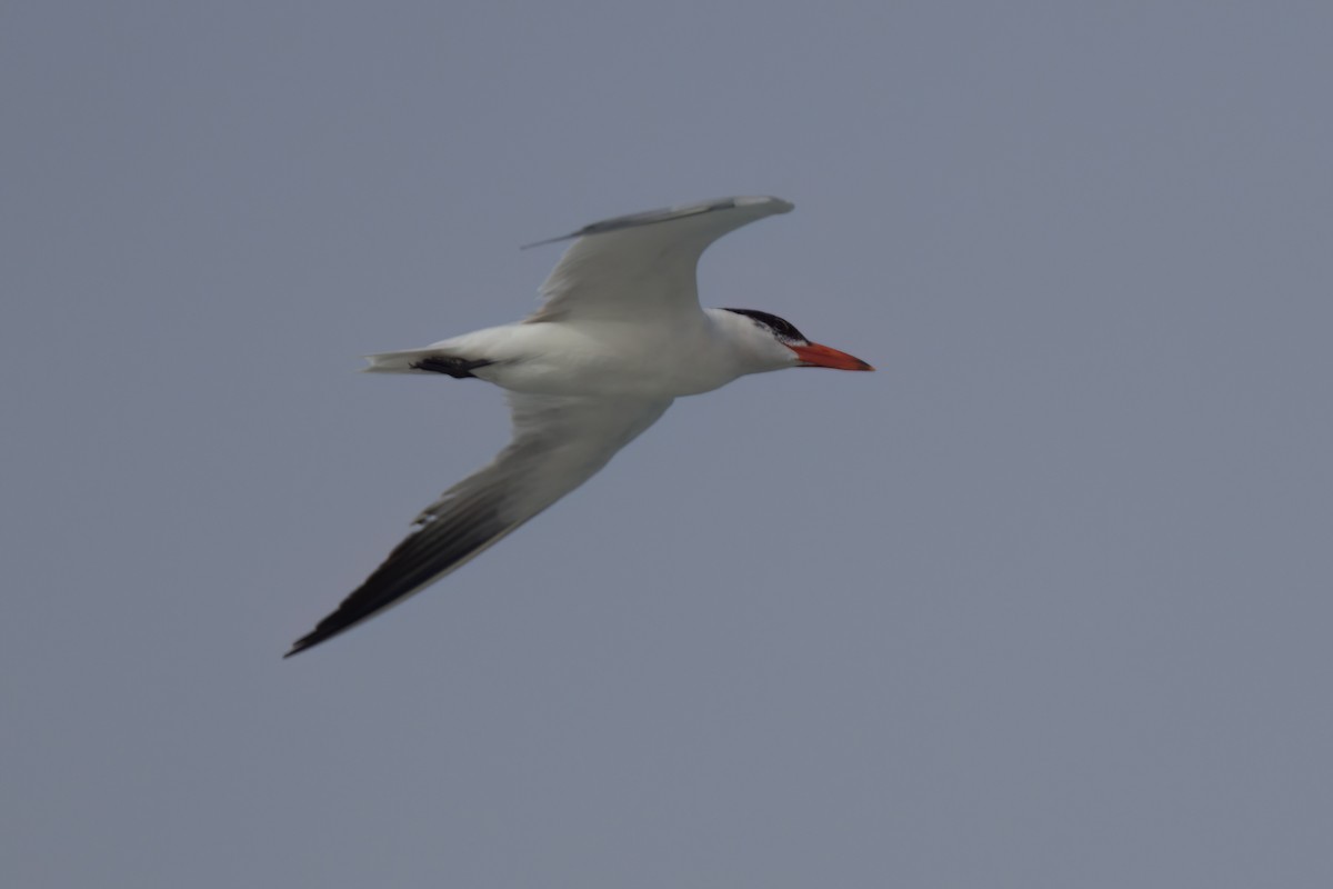 Caspian Tern - ML643087102