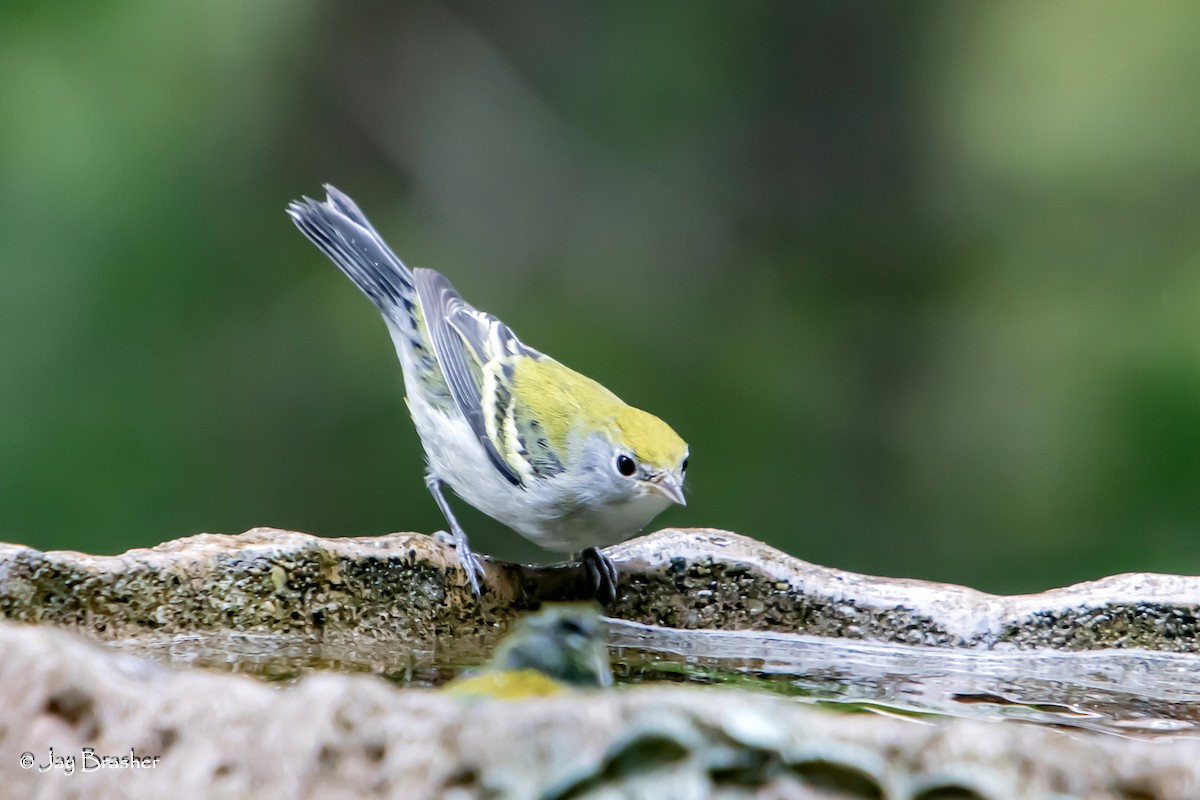 brunsideparula - ML643087126