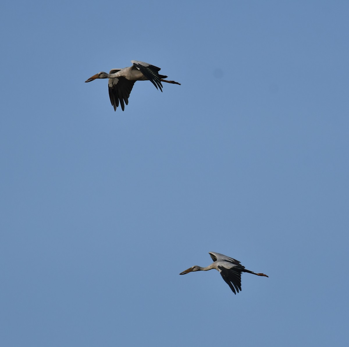 Asian Openbill - ML643087133