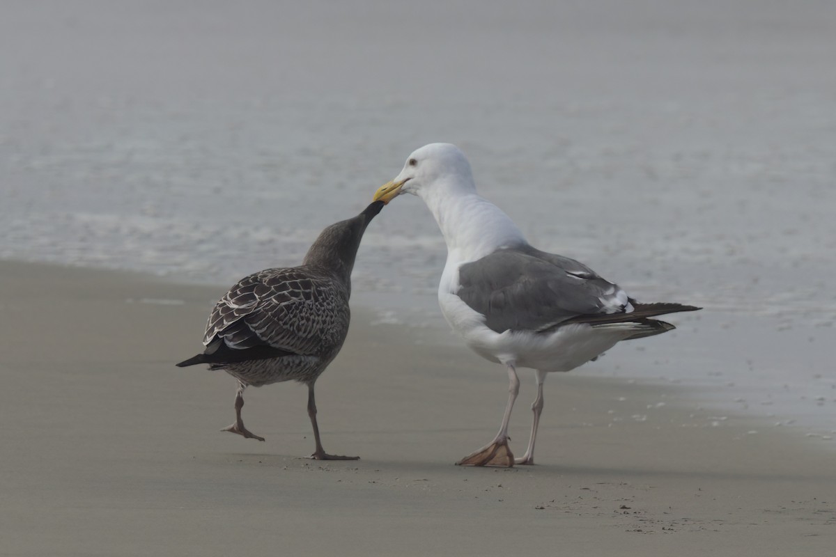 Western Gull - ML643087139