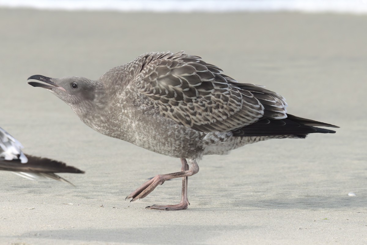 Western Gull - ML643087140