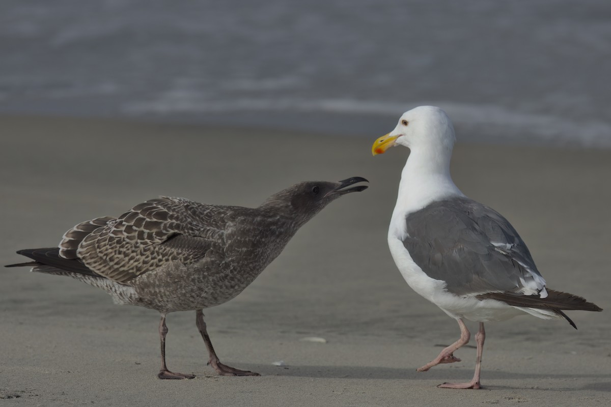 Western Gull - ML643087141
