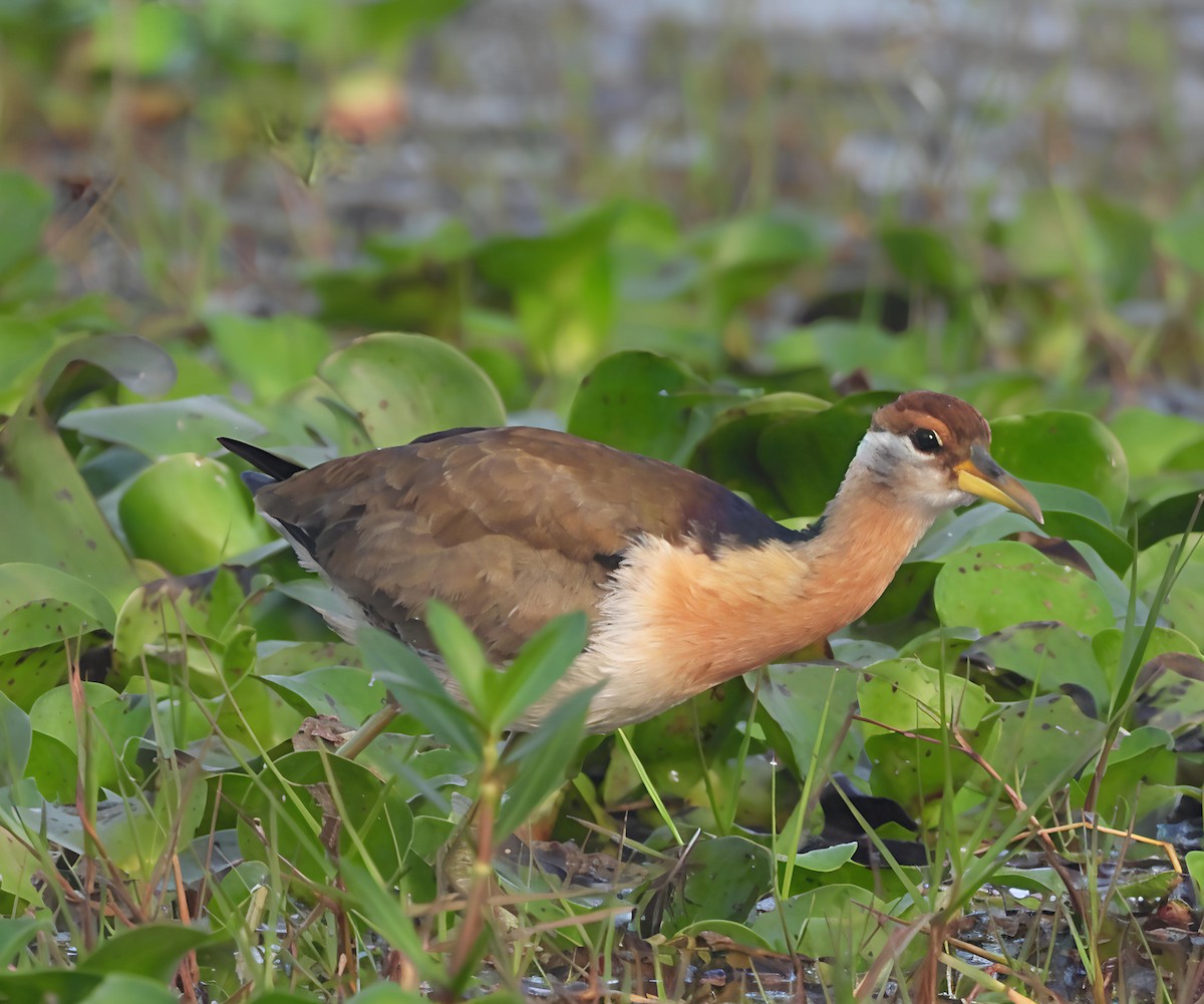 Bronze-winged Jacana - ML643087155