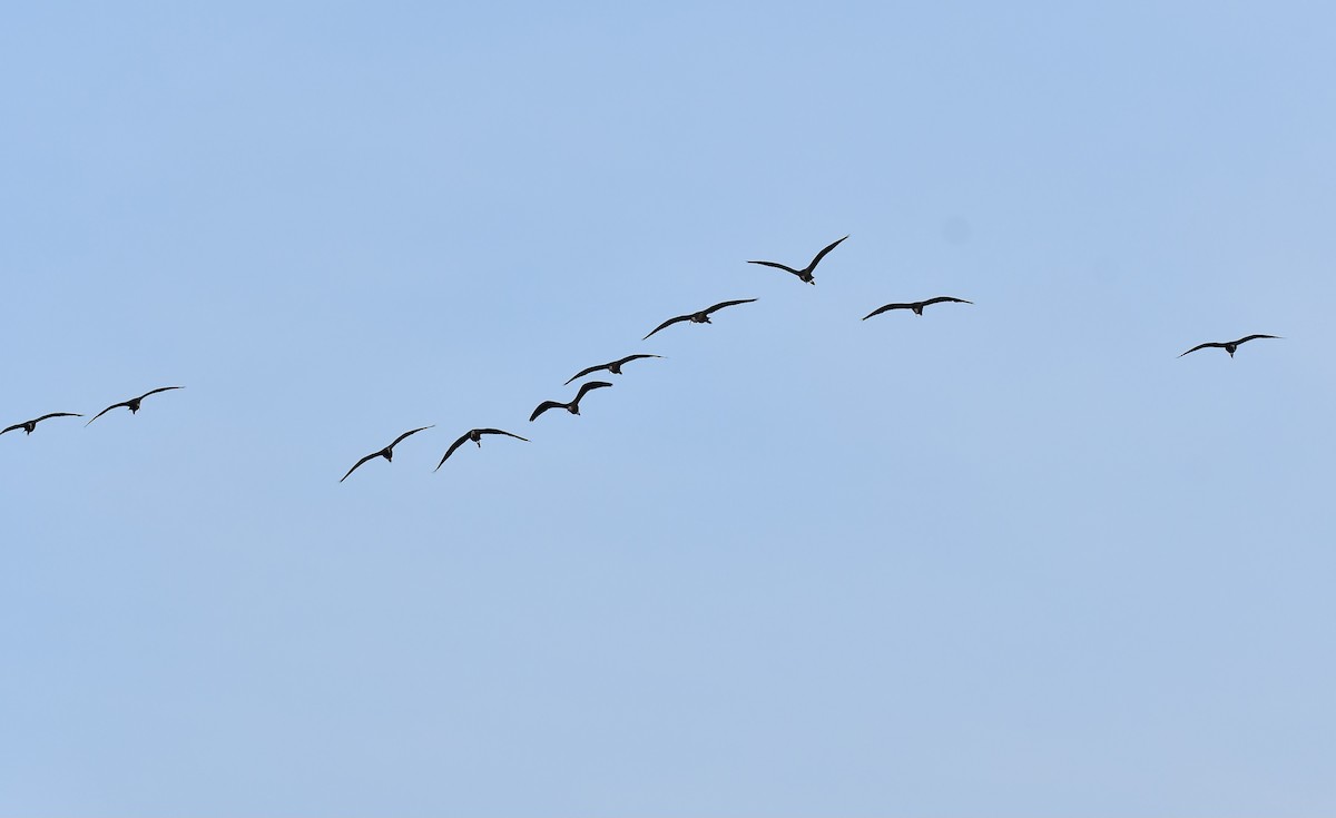 Glossy Ibis - ML643087161