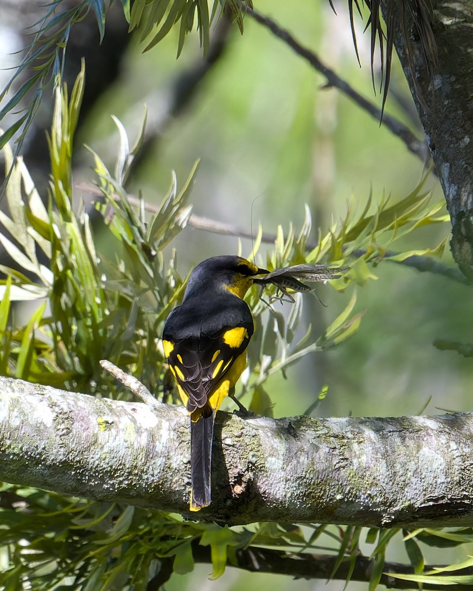 Orange Minivet - ML643087164