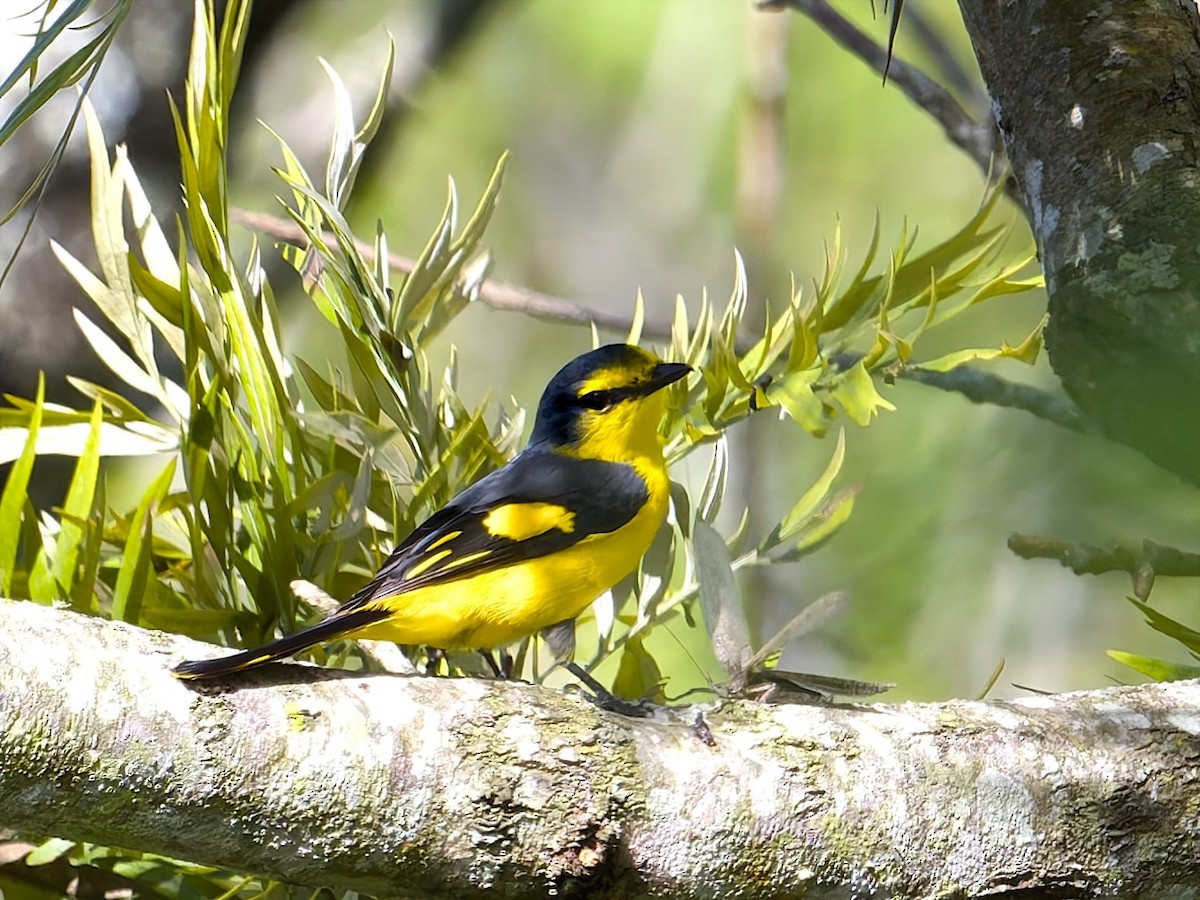Orange Minivet - ML643087165