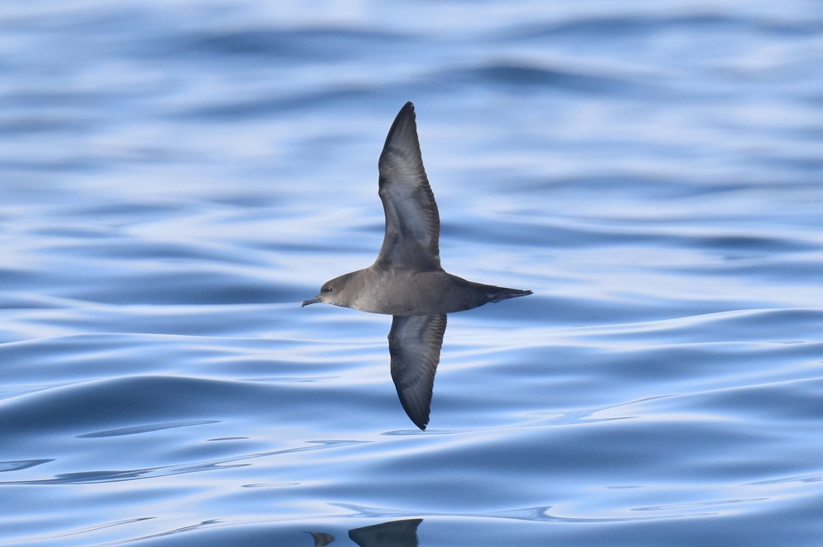 Short-tailed Shearwater - ML643087172