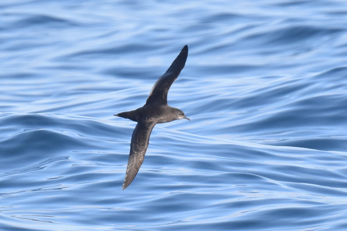 Short-tailed Shearwater - ML643087175