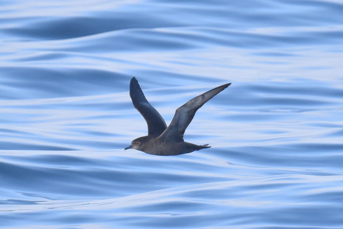 Short-tailed Shearwater - ML643087176
