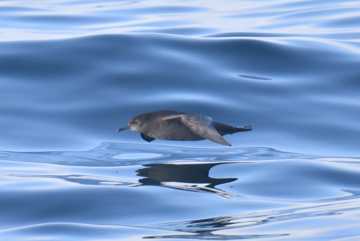 Short-tailed Shearwater - ML643087177