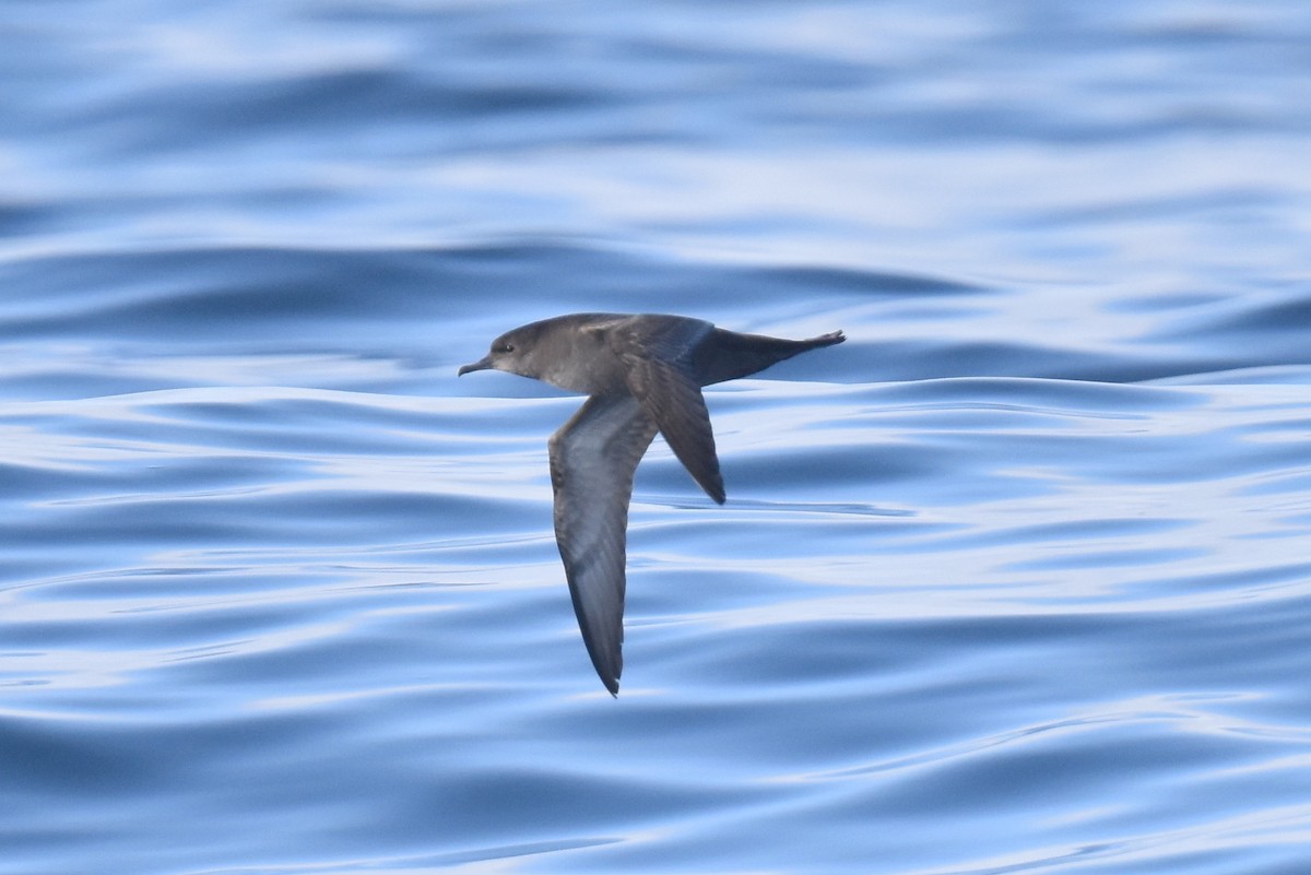 Short-tailed Shearwater - ML643087178