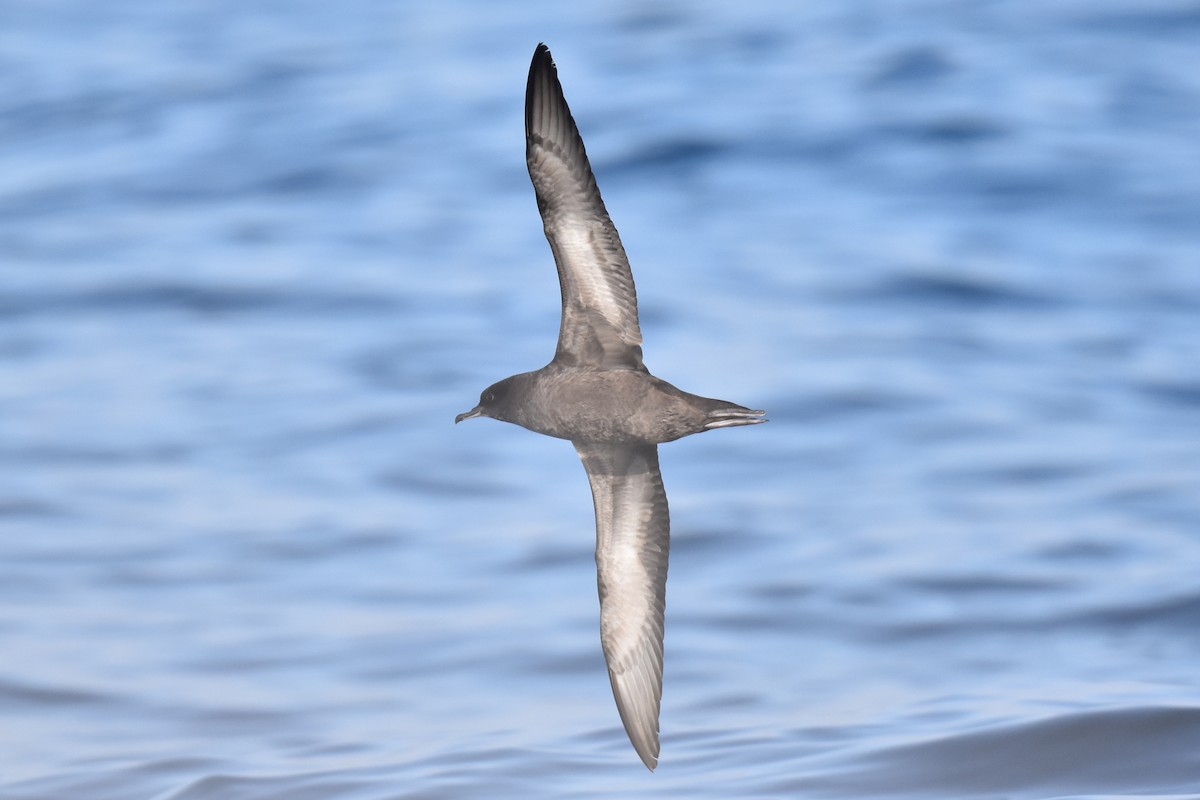 Short-tailed Shearwater - ML643087179