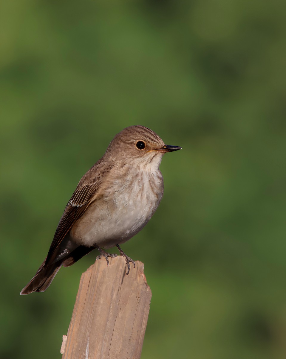 Spotted Flycatcher - ML643087180