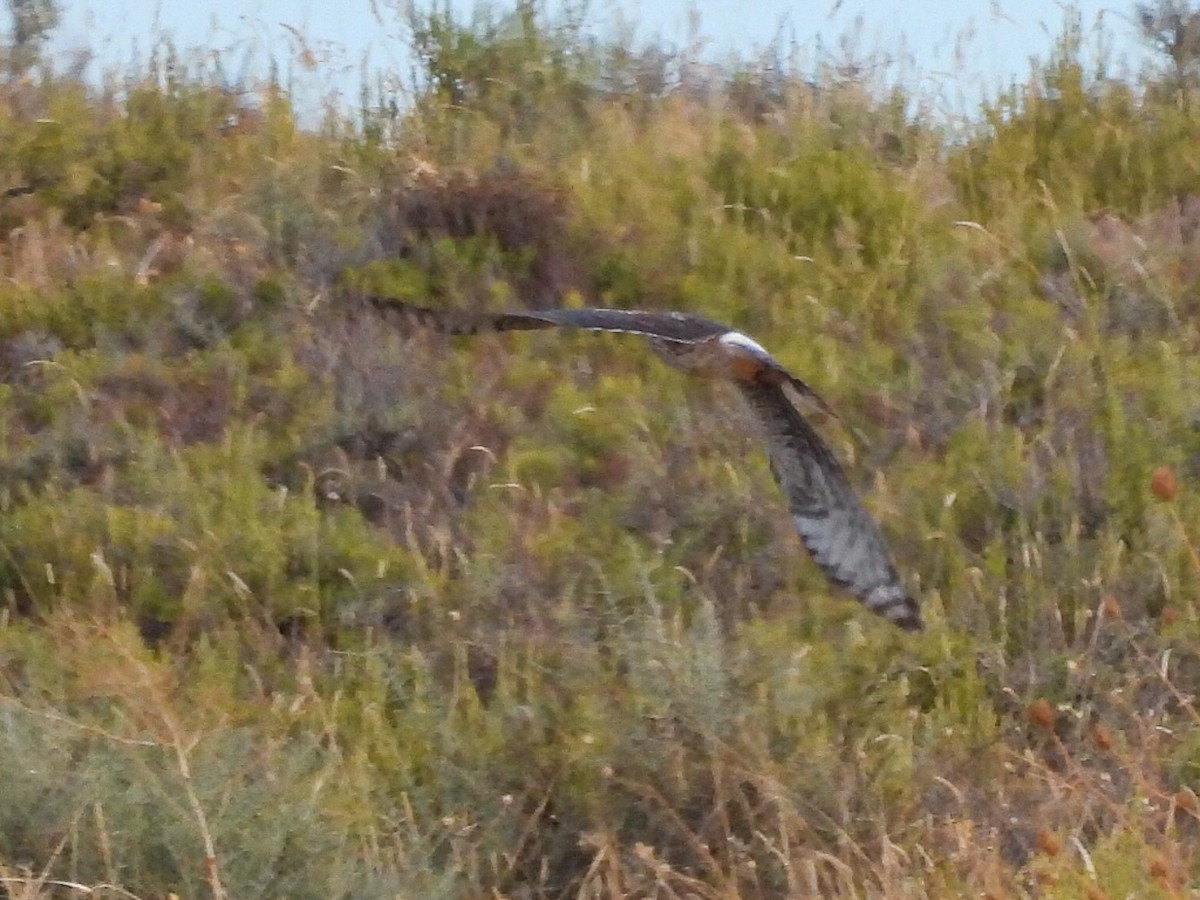 Kornweihe - ML643087195