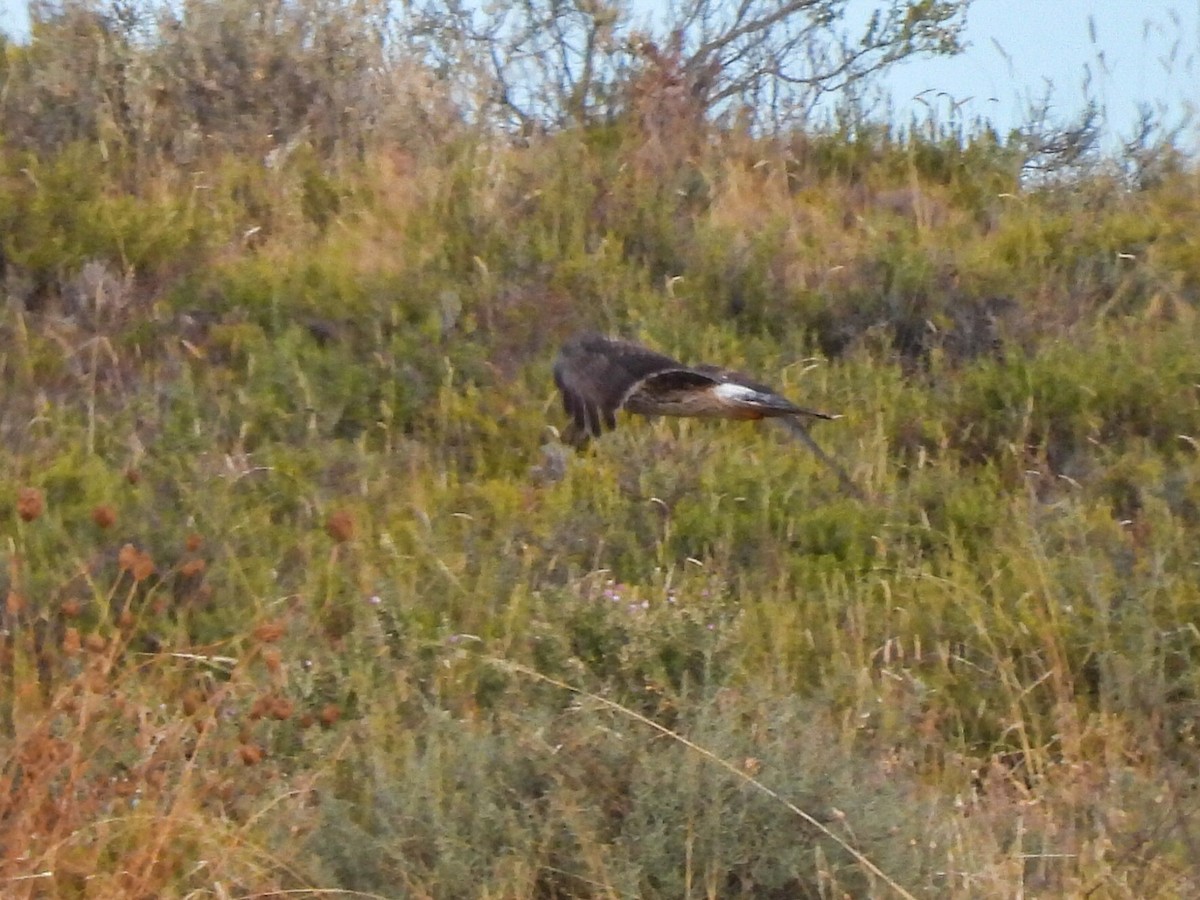 Kornweihe - ML643087197