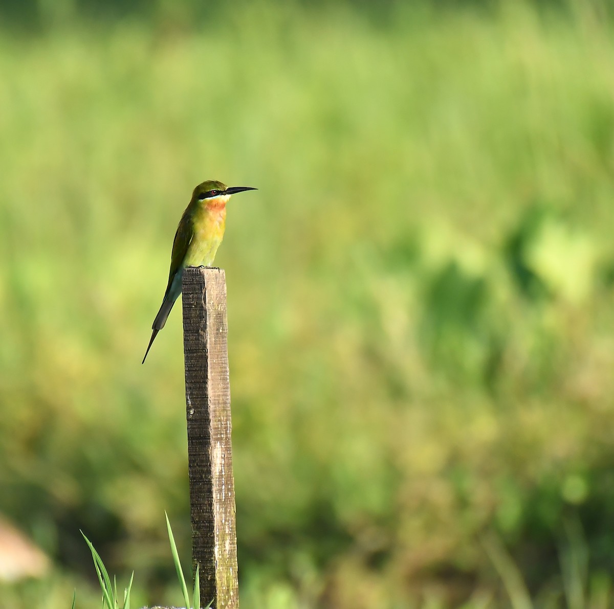Blue-tailed Bee-eater - ML643087198
