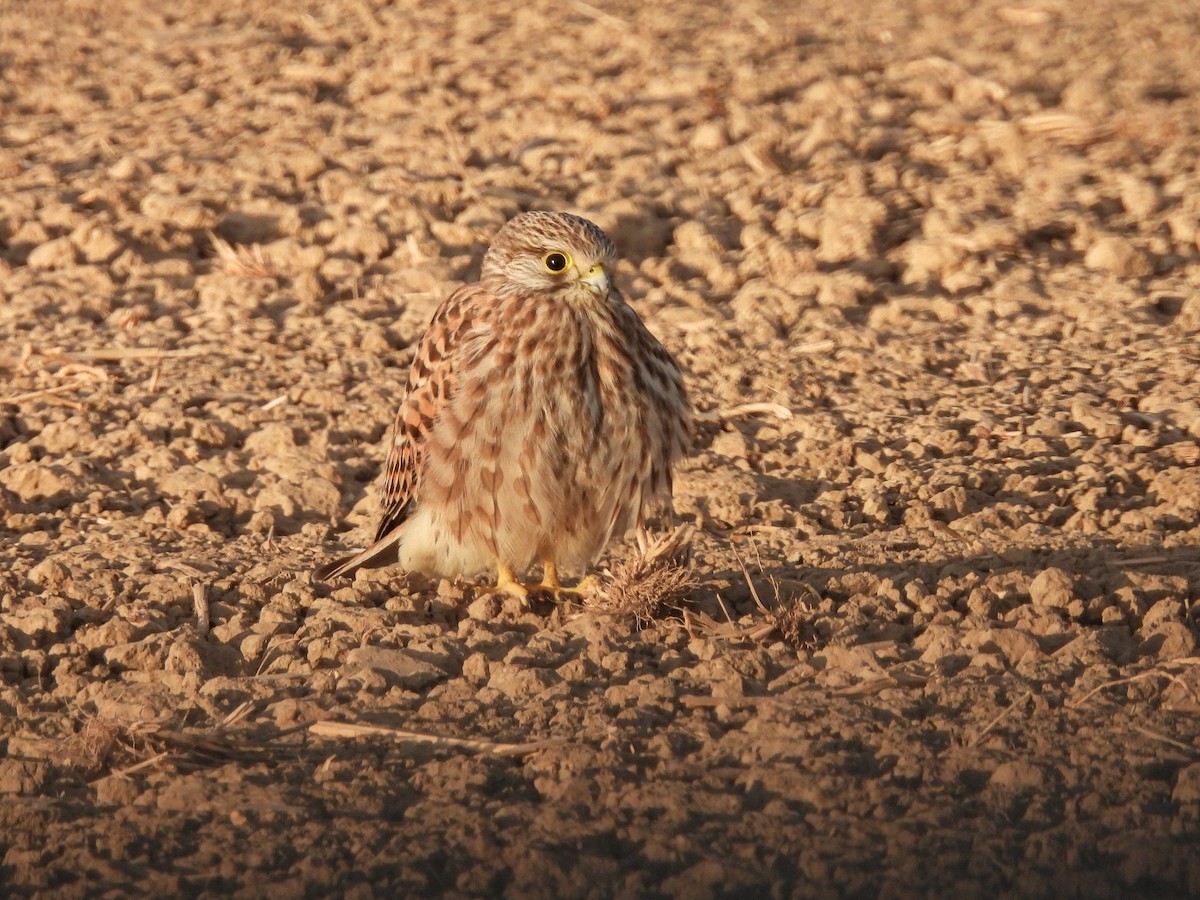 Turmfalke - ML643087208