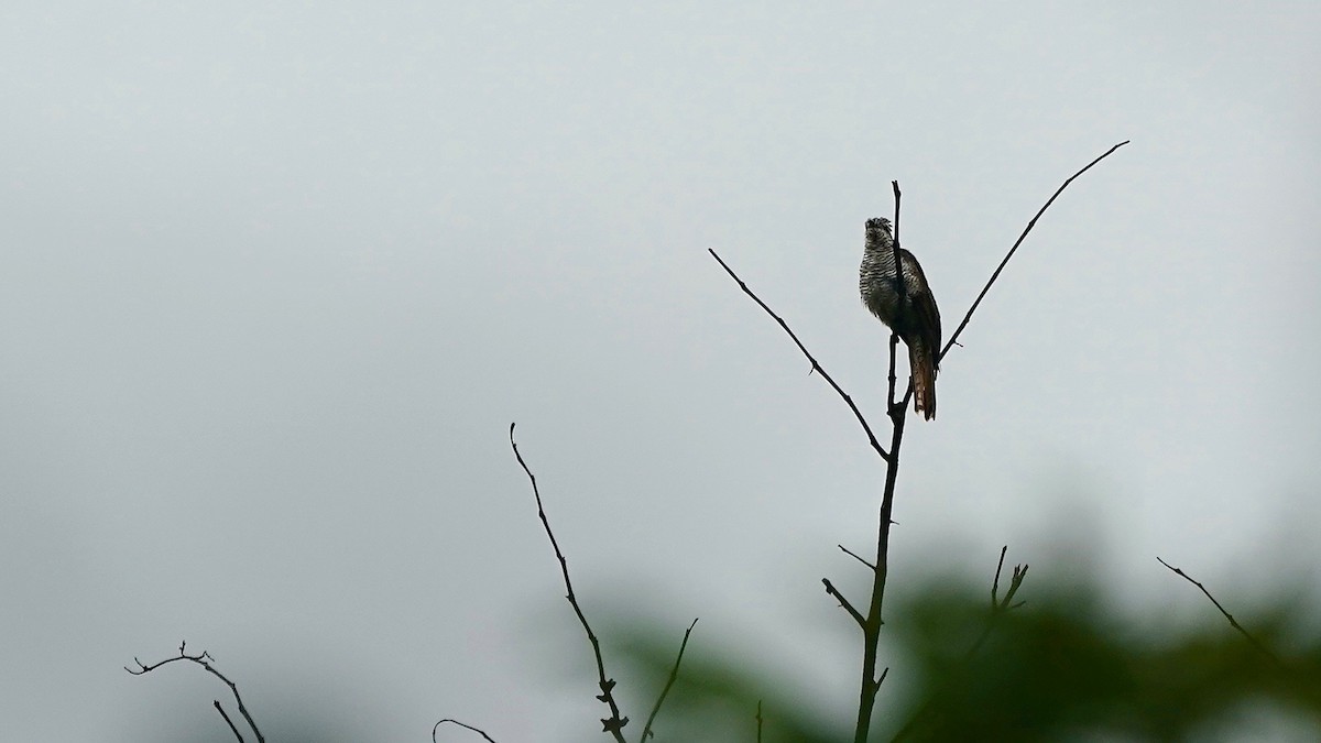 Sonneratkuckuck - ML643087219