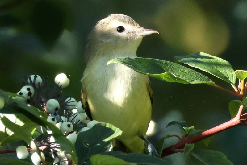 Eastern/Western Warbling Vireo - ML643087220