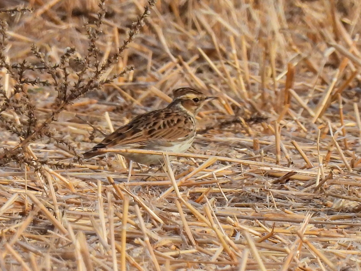 Heidelerche - ML643087221