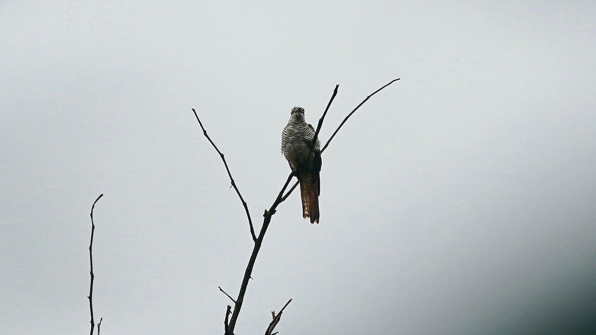 Sonneratkuckuck - ML643087223