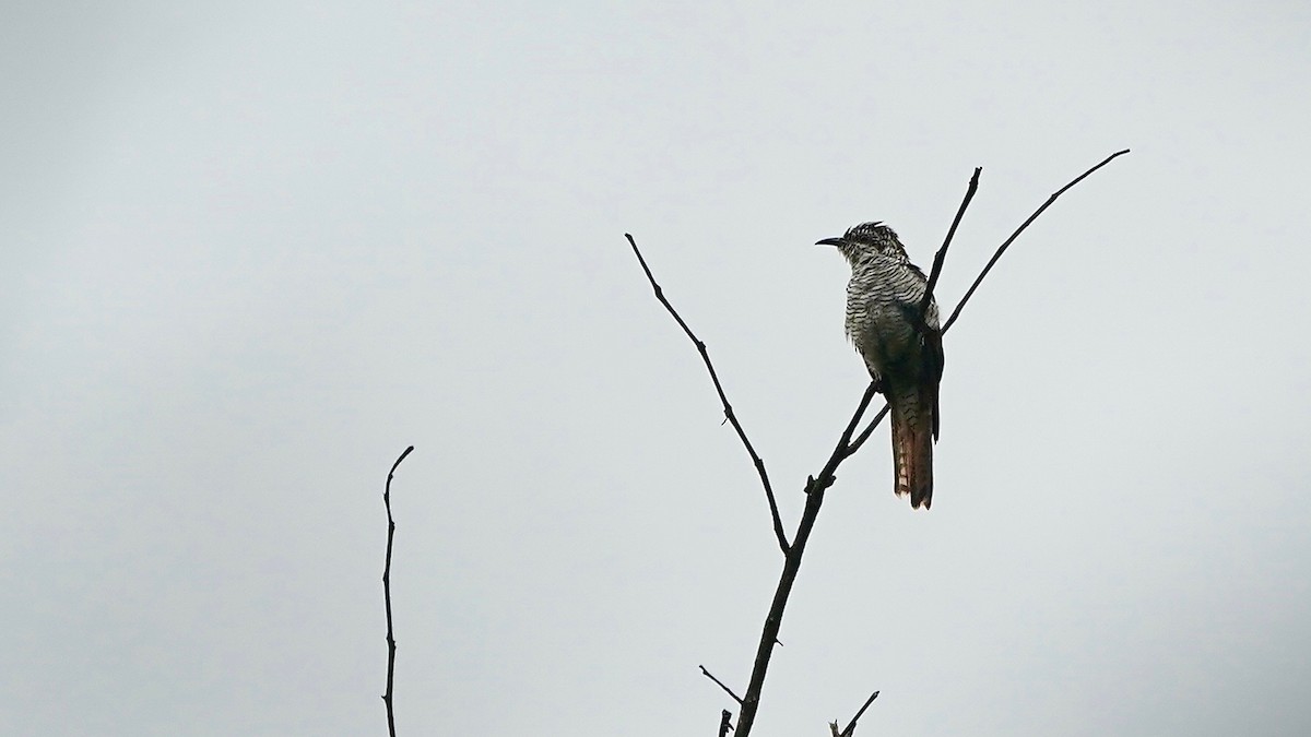 Sonneratkuckuck - ML643087226
