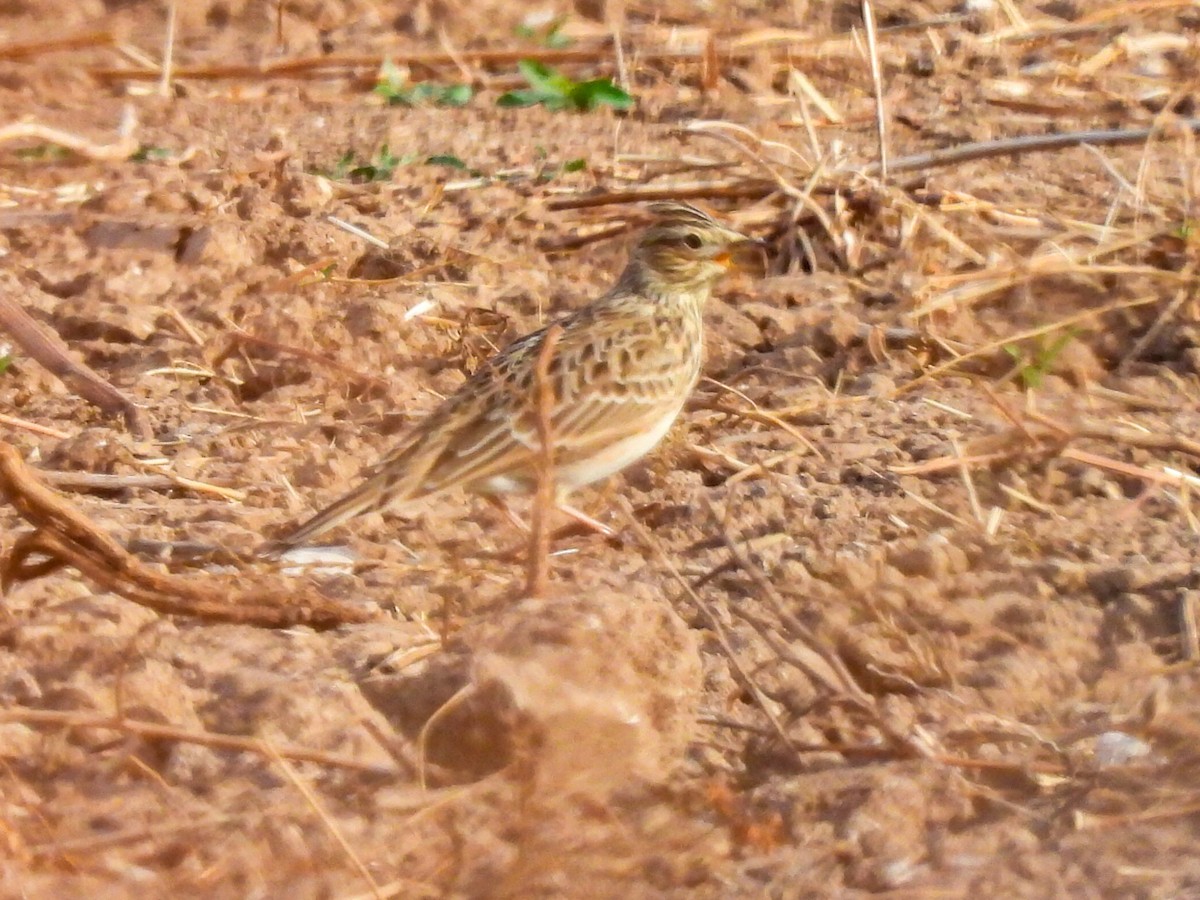 Feldlerche - ML643087230