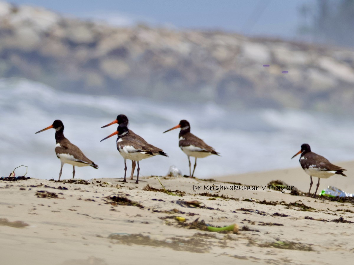 ústřičník velký - ML643087284