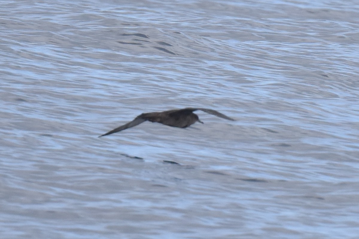 Short-tailed Shearwater - ML643087288