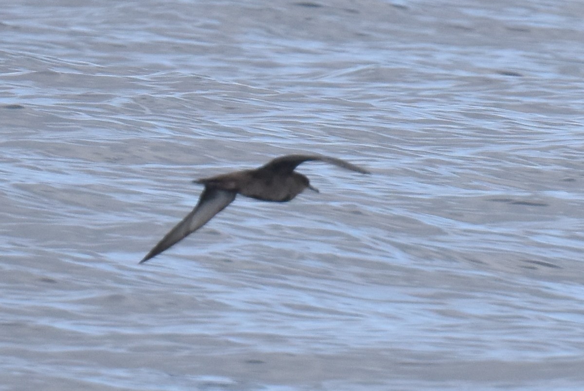 Short-tailed Shearwater - ML643087289