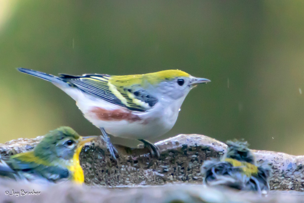 brunsideparula - ML643087304