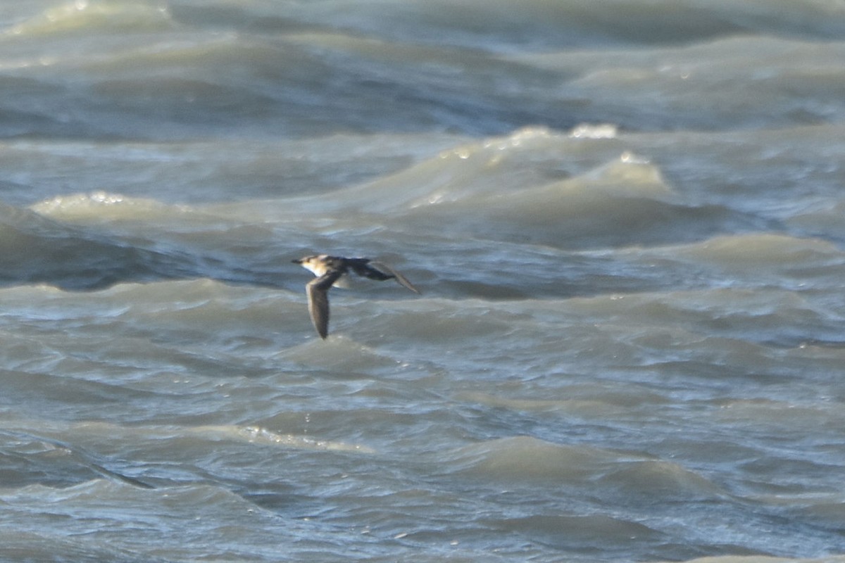 Common Murre - ML643087305