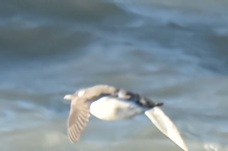 Common Murre - ML643087306