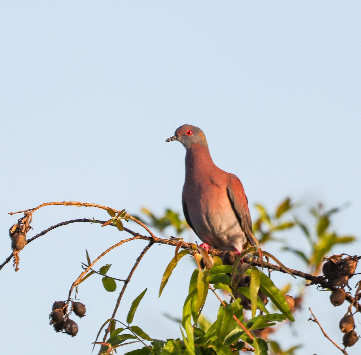 Pale-vented Pigeon - ML643087325