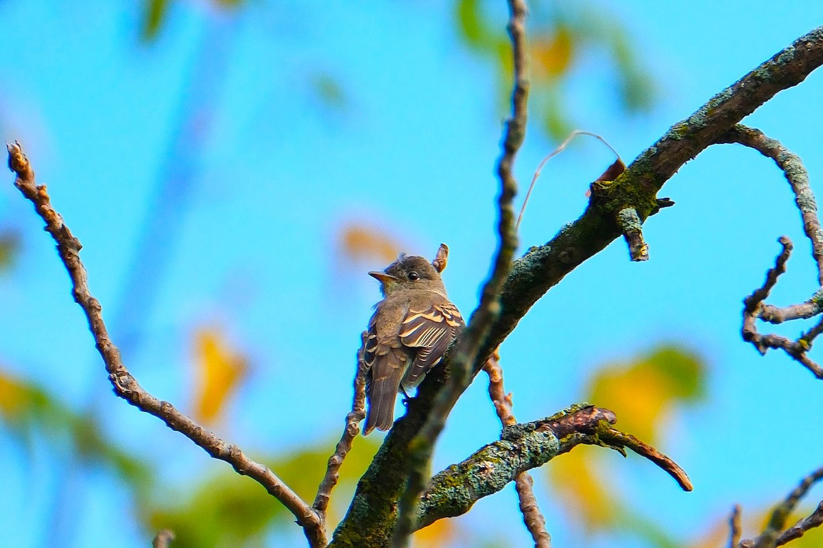 Eastern Wood-Pewee - ML643087326