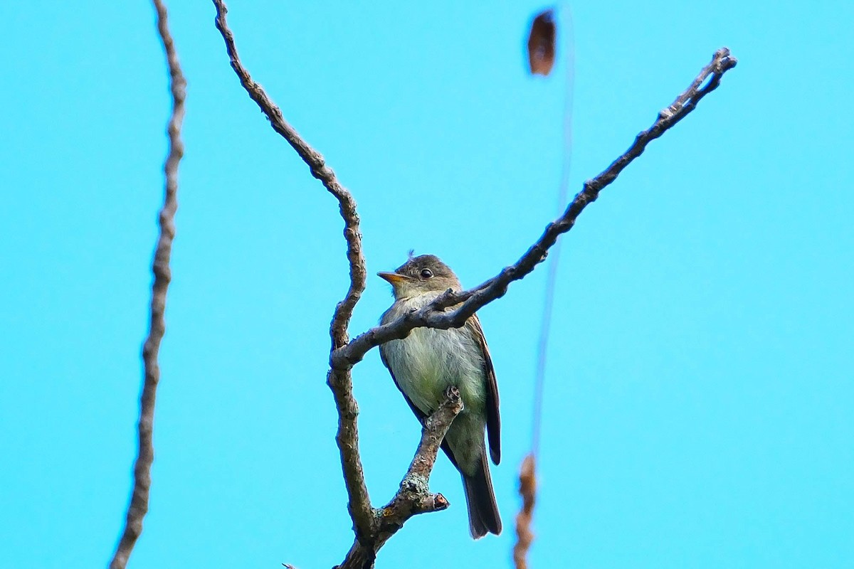 Eastern Wood-Pewee - ML643087327